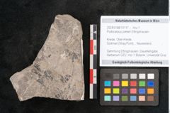 Foto (Objekt + Etikett) von Podocarpus parkeri Ettingshausen (NHMW-GEO-2024-0188-10117)